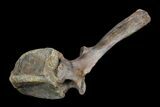 Tall Edmontosaurus (Duck-Billed Dinosaur) Vertebrae - Montana #92777-2